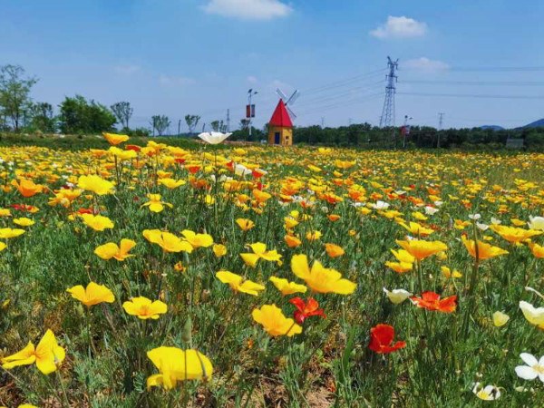 太陽(yáng)花